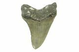 Serrated, Fossil Megalodon Tooth - North Carolina #382609-2